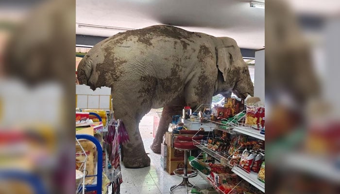 A 27-year-old male elephant, named Plai Biang Lek, enters a convenience store near the Khao Yai National Park, in Nakhon Ratchasima province, Thailand, on June 2, 2025. — X@PicturesFoIder