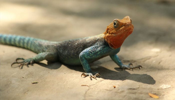 This representational image shows a wild lizard. — Unsplash