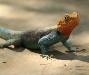 Indian wildlife smuggler stopped at customs with 100 exotic animals